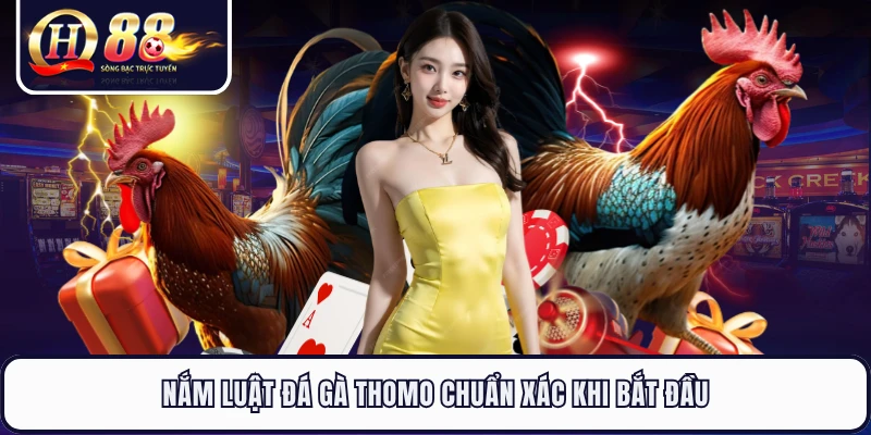 Nắm luật đá gà Thomo chuẩn xác khi bắt đầu